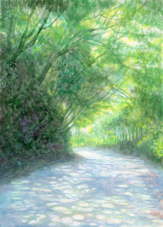屋久島　西部林道