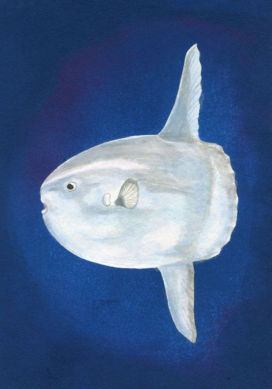 マンボウ