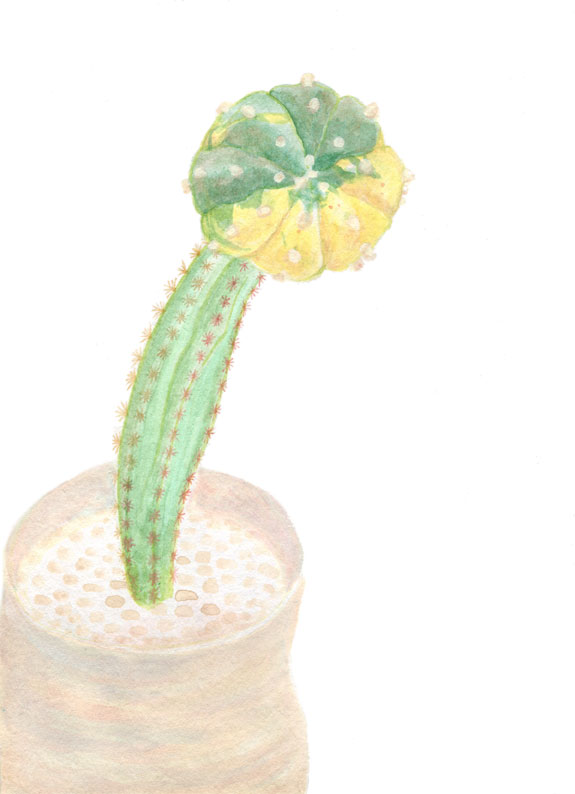 サボテン